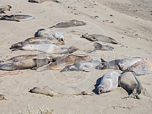 Elephant seal rookery