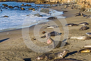 Elephant Seal Rookery photo