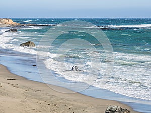 Elephant seal