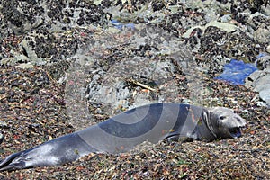 Elephant Seal of San Simeon