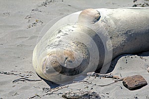 Elephant Seal of San Simeon