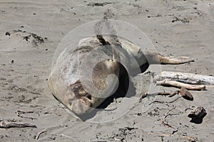 Elephant Seal of San Simeon