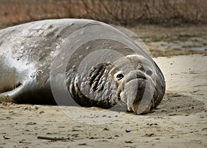 Elephant Seal on the shore