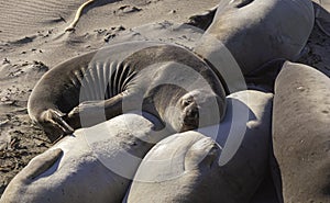 Elephant Seal Sleeping with Its Head on a Another Seal`s Belly