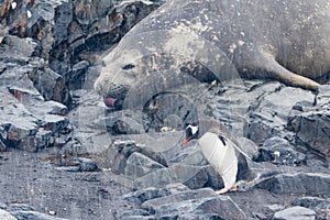 Elephant Seal sticking out tongue and Penguin