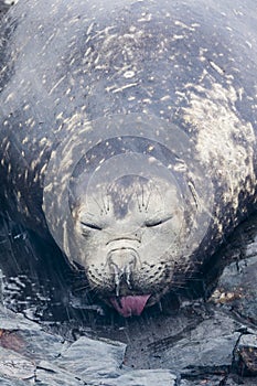 Elephant Seal sticking tongue out