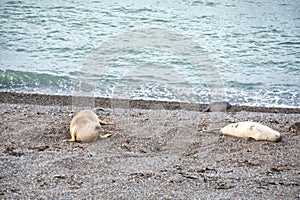 Elephant seal in the Valdes Peninsula