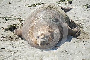 Elephant seal in the Valdes Peninsula