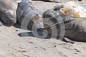 Elephant seal in the Valdes Peninsula