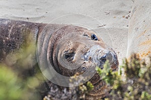 Elephant seal in the Valdes Peninsula