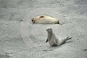 Elephant seal in the Valdes Peninsula
