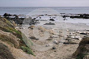 Elephant Seal Vista Point