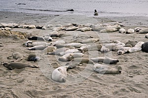 Elephant Seal Vista Point