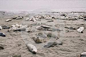 Elephant Seal Vista Point