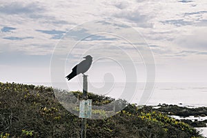 Elephant Seal Vista Point