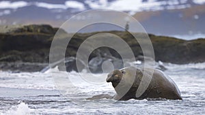 Elephant seal in the water.