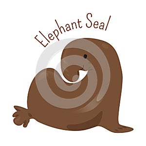 Elephant Seal on white.