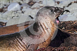 Elephant seal yawning, Antarctica