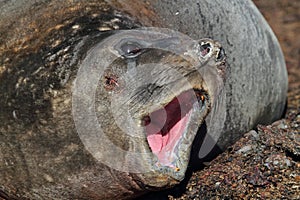 Elephant seal yawning, Antarctica