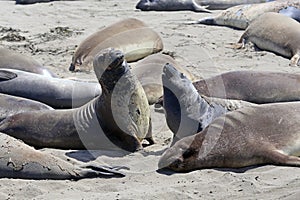 Elephant Seals #1