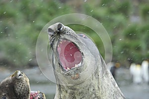 Elephant Seals