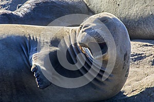 Elephant Seals