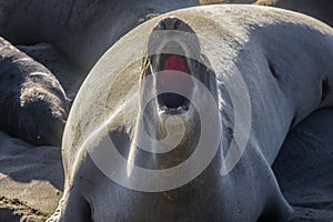 Elephant Seals