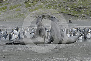 Elephant Seals