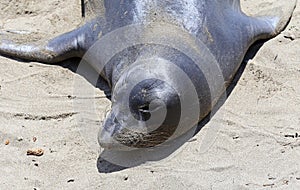 Elephant Seals #6