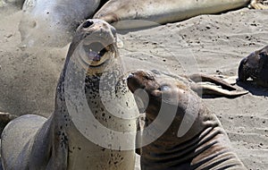 Elephant Seals #7