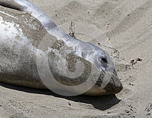 Elephant Seals #8