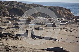 Elephant seals