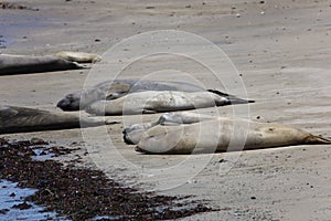 Elephant Seals at Ano Nuevo California