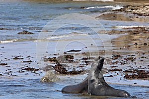 Elephant Seals at Ano Nuevo California