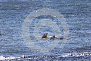 Elephant Seals at Ano Nuevo California