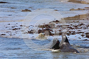 Elephant Seals at Ano Nuevo California