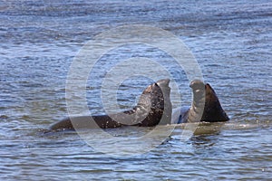 Elephant Seals at Ano Nuevo California