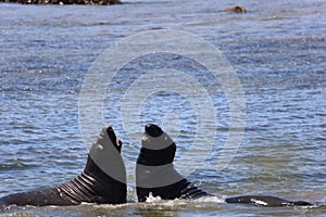 Elephant Seals at Ano Nuevo California