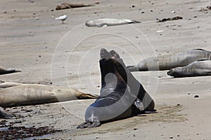 Elephant Seals at Ano Nuevo California