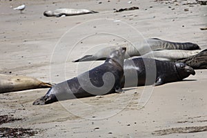 Elephant Seals at Ano Nuevo California