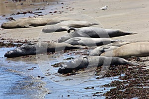 Elephant Seals at Ano Nuevo California