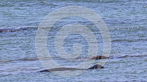 Elephant Seals at Ano Nuevo California