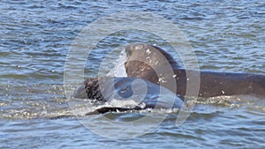 Elephant Seals at Ano Nuevo California