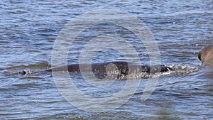 Elephant Seals at Ano Nuevo California