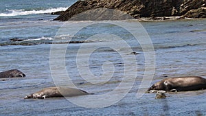 Elephant Seals at Ano Nuevo California