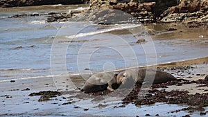 Elephant Seals at Ano Nuevo California