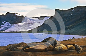 Elephant Seals, Antarctica