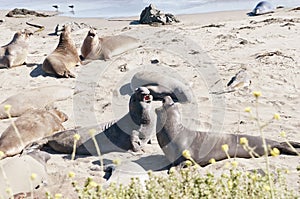 Elephant seals on beach
