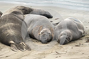 Elephant Seals on the beach