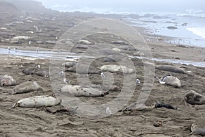 Elephant seals on the beach